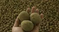 Семенной картофель